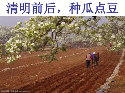 初中生物冀教版八年级上册第三单元 植物的生活第二章 根的吸收作用第三节 无机盐与植物的生长  课件(