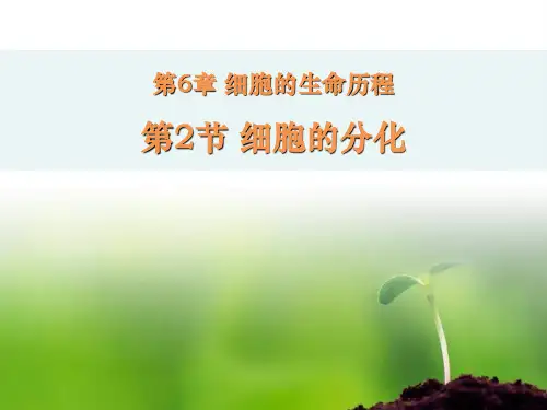 高一必修一生物课件 6.2-6.4 细胞分化、衰老、凋亡、癌变
