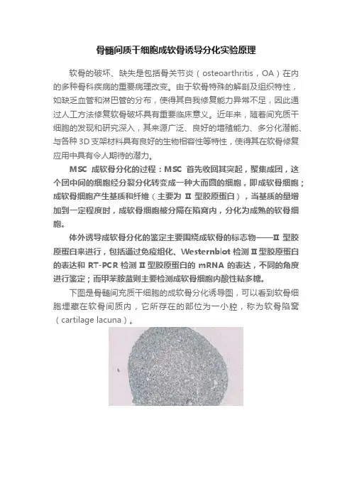 骨髓间质干细胞成软骨诱导分化实验原理