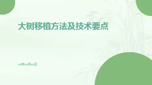 大树移植方法及技术要点