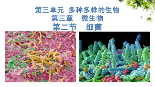 人教版生物七年级上册2.3.2《细菌》(课件)(共28张PPT)