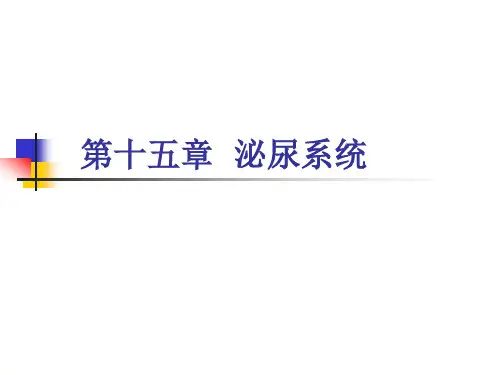 《组织学与胚胎学》课件15章  泌尿系统