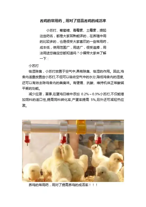 养鸡的常用药，用对了提高养鸡的成活率