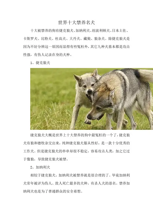 世界十大禁养名犬