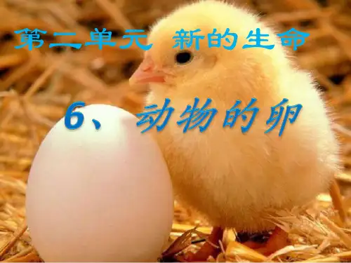 四年级下 动物的卵教科版ppt (共27页)