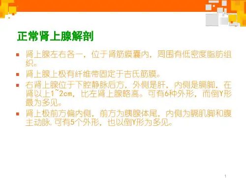 肾上腺腺瘤影像诊断ppt课件