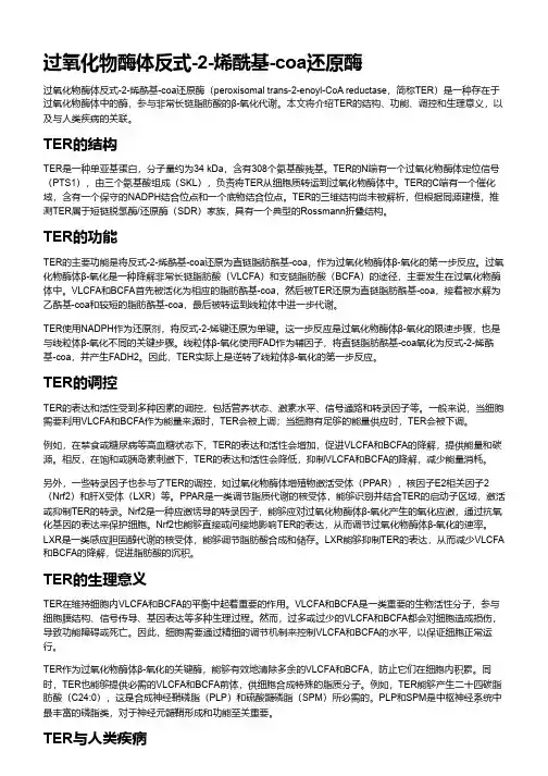 过氧化物酶体反式-2-烯酰基-coa还原酶