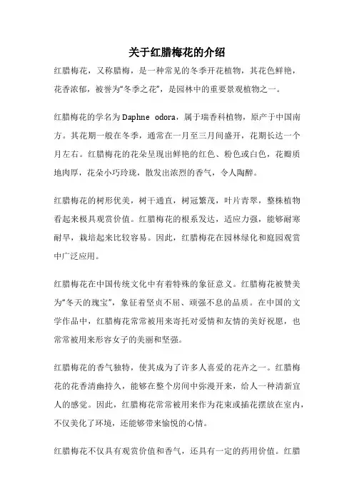 关于红腊梅花的介绍