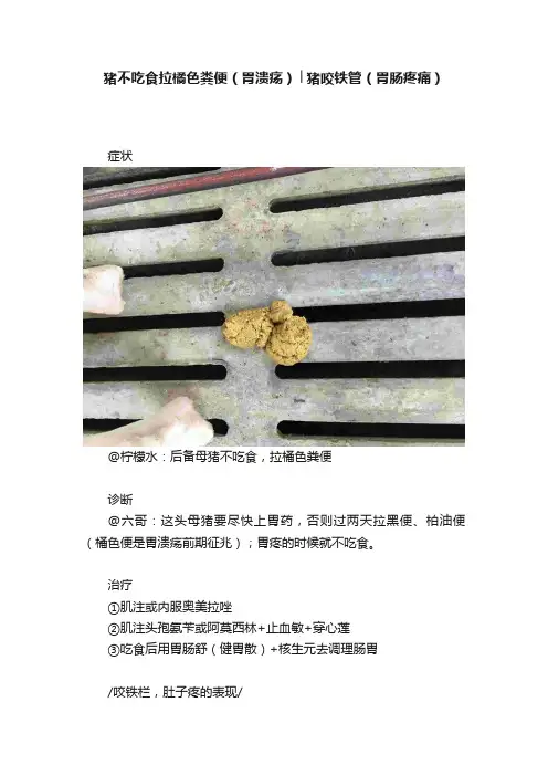 猪不吃食拉橘色粪便（胃溃疡）│猪咬铁管（胃肠疼痛）