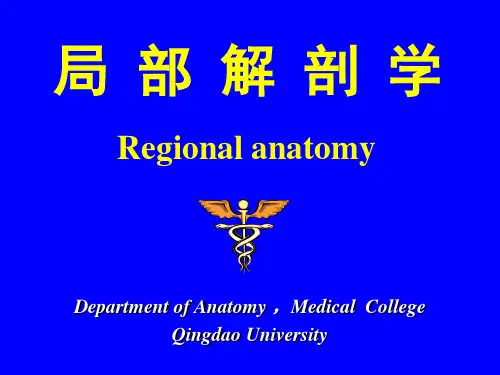 局解.背部