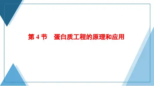 高中生物新人教版选择性必修3蛋白质工程的原理和应用课件(37张)(湖南辽宁山东)