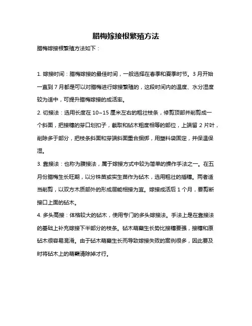 腊梅嫁接根繁殖方法