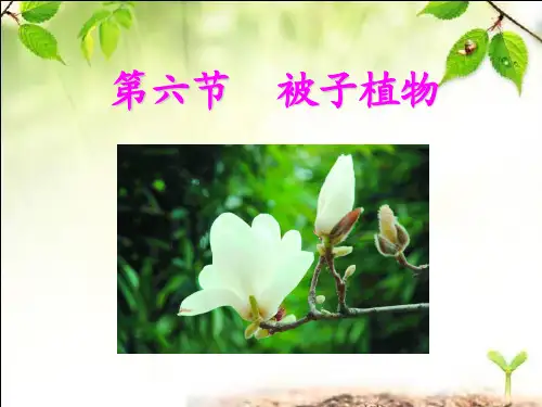河北省保定市冀英学校七年级生物上册：36被子植物课件(共16张PPT)