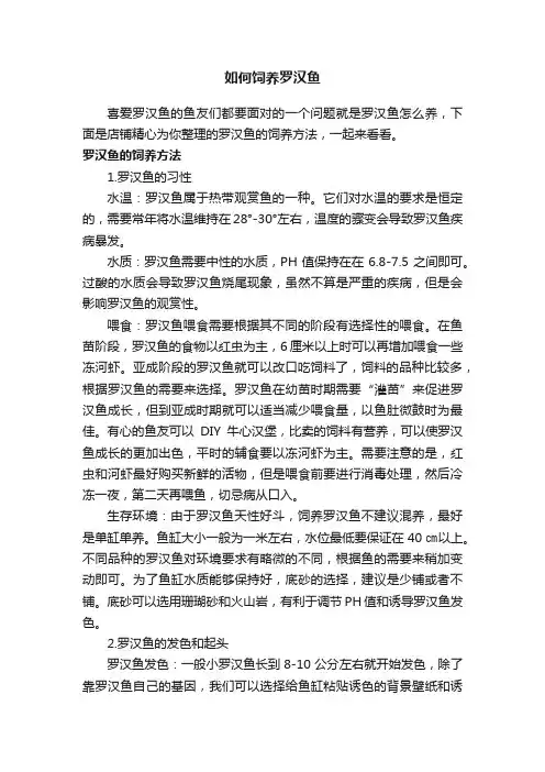 如何饲养罗汉鱼