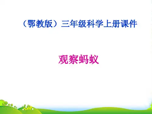 四年级科学上册 观察蚂蚁 1课件 鄂教