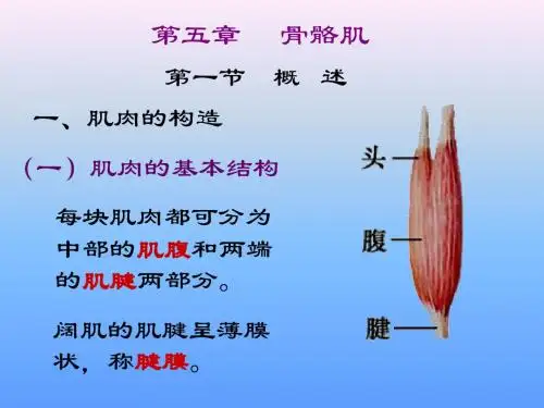 骨骼肌