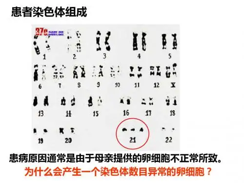 课件 减数分裂