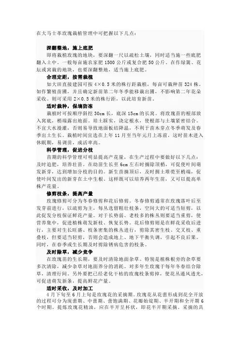 大马士革玫瑰种植