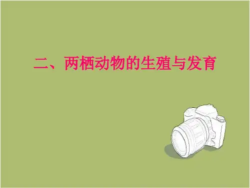 人教版八下第一章第三节 两栖动物的生殖和发育课件