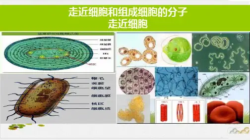 高考一轮复习《第一讲走近细胞》同步优秀课件PPT