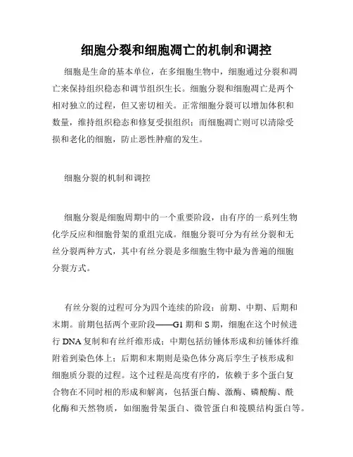 细胞分裂和细胞凋亡的机制和调控