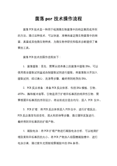 菌落pcr技术操作流程