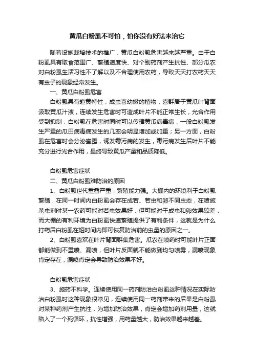 黄瓜白粉虱不可怕，怕你没有好法来治它