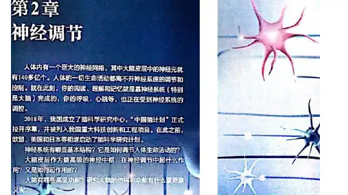 人教版生物选择性必修一2.1 神经调节的结构基础共28张PPT