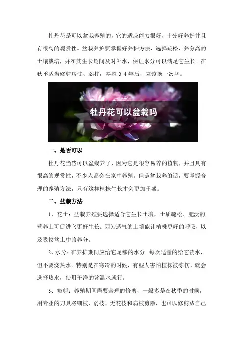 牡丹花可以盆栽吗