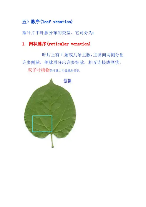 树木学脉序