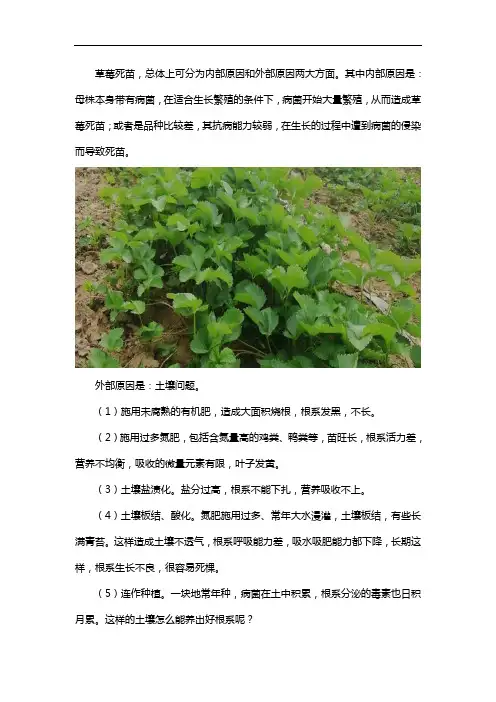 草莓死苗是什么原因