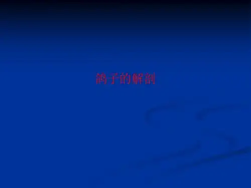 [课件]鸽子的解剖PPT