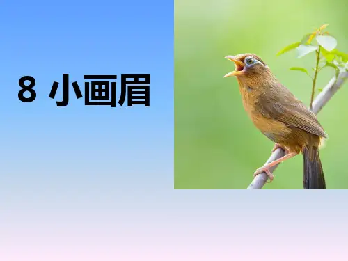 《小画眉》PPT课件