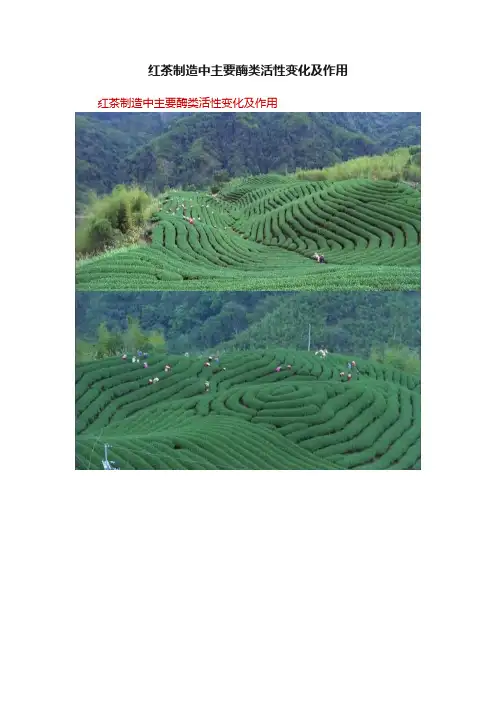 红茶制造中主要酶类活性变化及作用