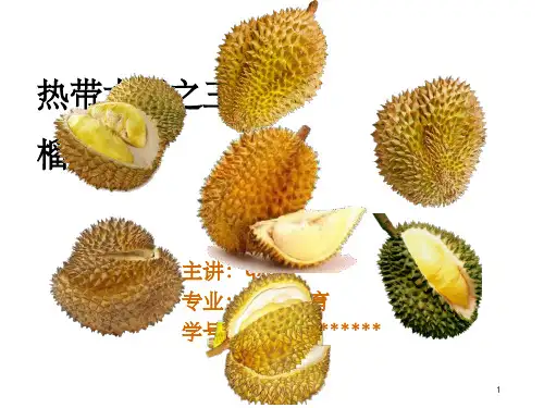 热带水果之王 - 榴莲ppt课件