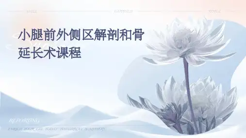 小腿前外侧区解剖和骨延长术课程