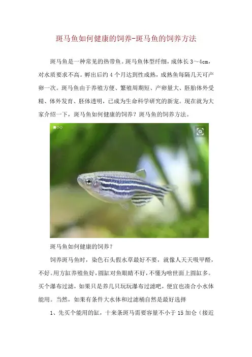 斑马鱼如何健康的饲养斑马鱼的饲养方法