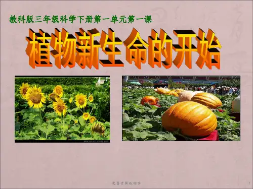 教科版三年级科学植物新生命的开始含课堂作业ppt课件