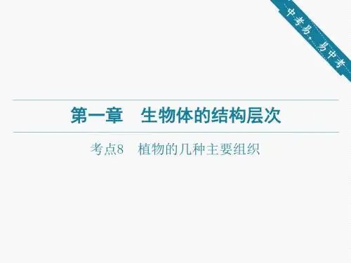 2020广东省中考生物复习课件 第一章-考点8 植物的几种主要组织
