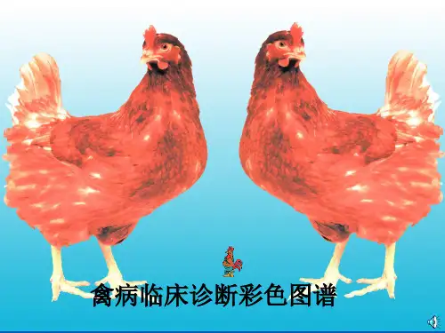 禽病学禽病临床诊断彩色图谱封面及目录西南民族大学整理.ppt