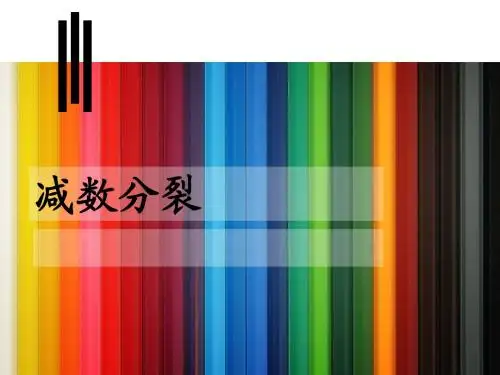 §2-1减数分裂