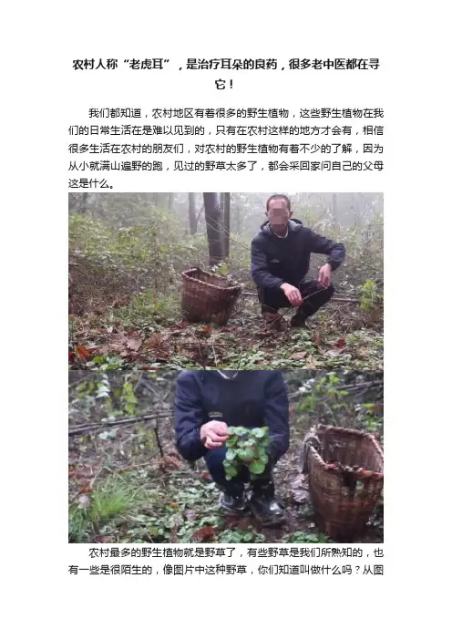农村人称“老虎耳”，是治疗耳朵的良药，很多老中医都在寻它！