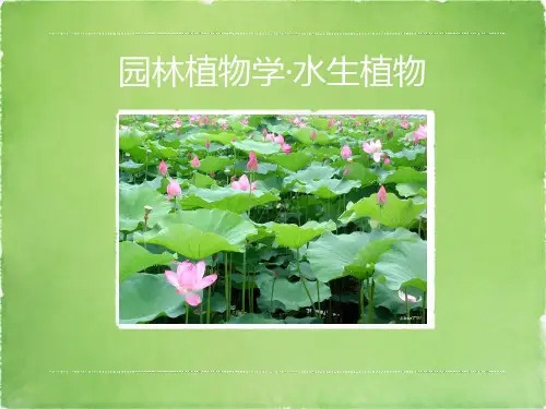 水生花卉