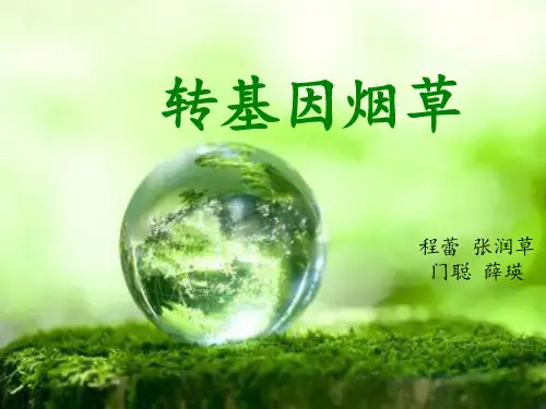 转基因烟草