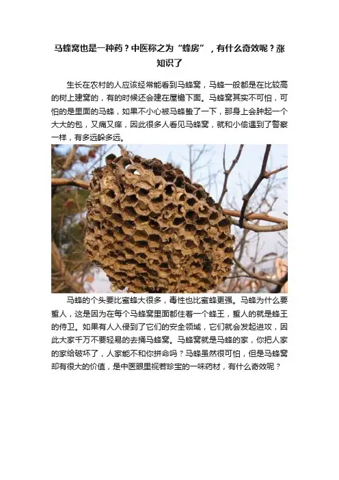 马蜂窝也是一种药？中医称之为“蜂房”，有什么奇效呢？涨知识了