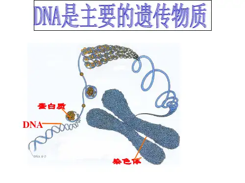 肺炎双球菌转化实验
