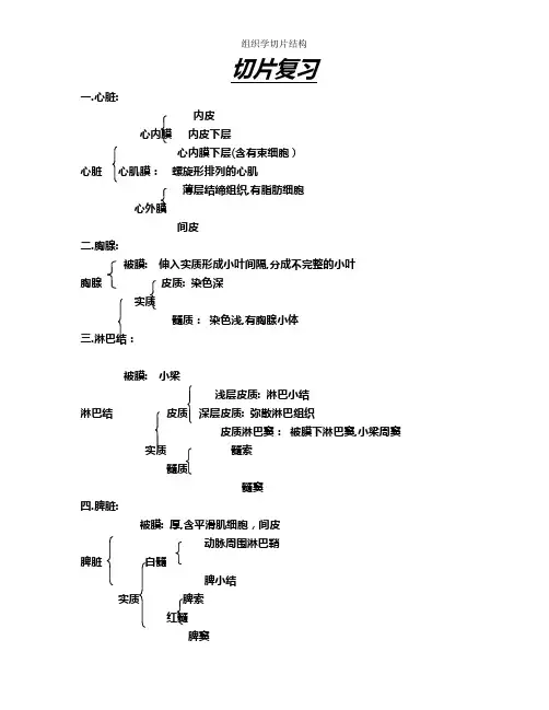 组织学切片结构