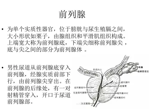 前列腺解剖