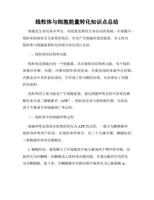 线粒体与细胞能量转化知识点总结