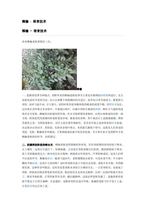 榔榆 - 培育技术